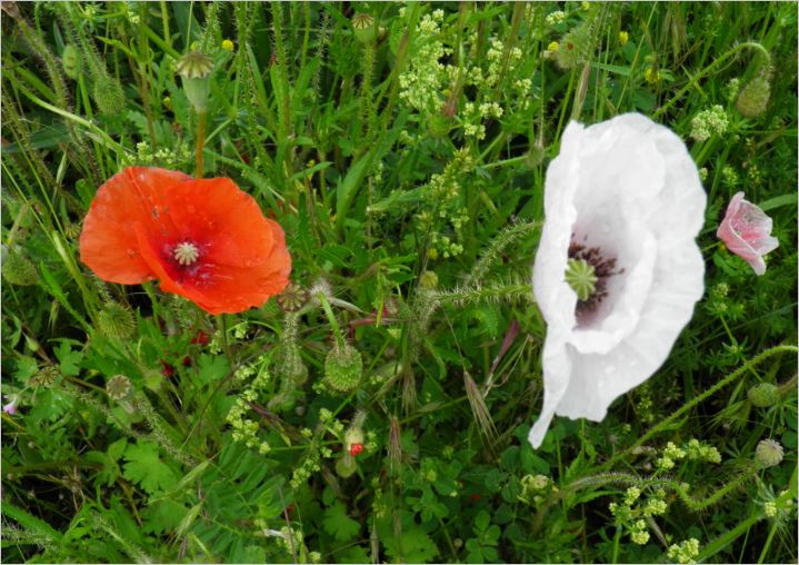  photo coquelicot blanc